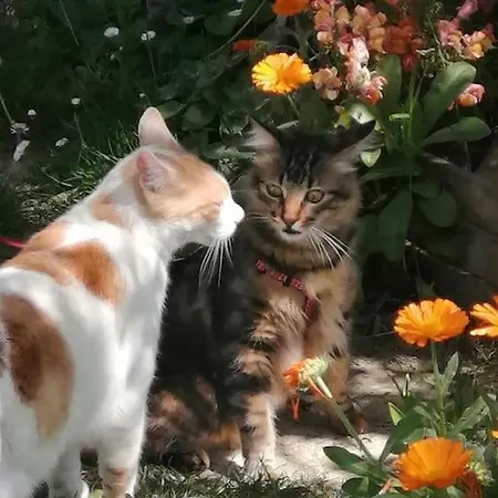 The Jasmine House Апартаменты *