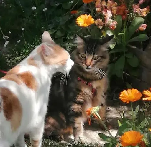 The Jasmine House Apartment *