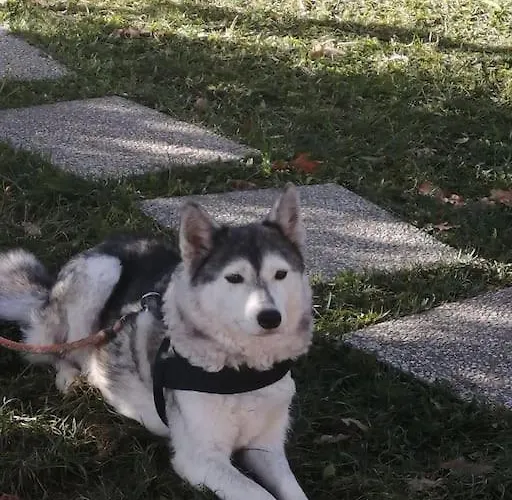 Apartment The Jasmine House *